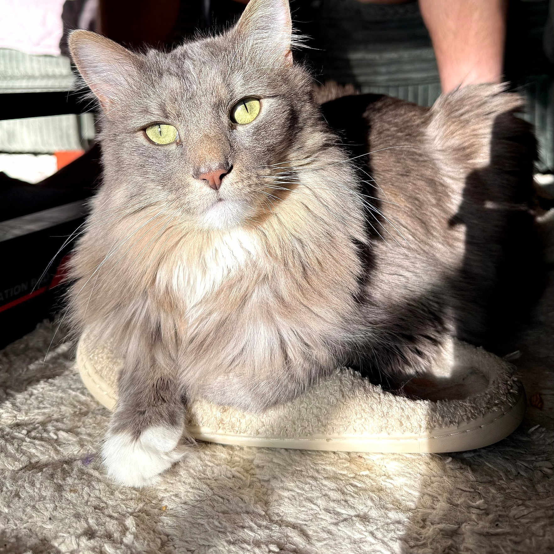 Mochi joined the competition — help win amazing prizes! cat, fluffy, gray, yellow_eyes, slipper, sunlight, indoor, carpet, pet, feline, relaxed, cozy, whiskers, paws, fur, animal, domestic, cute, closeup, portrait