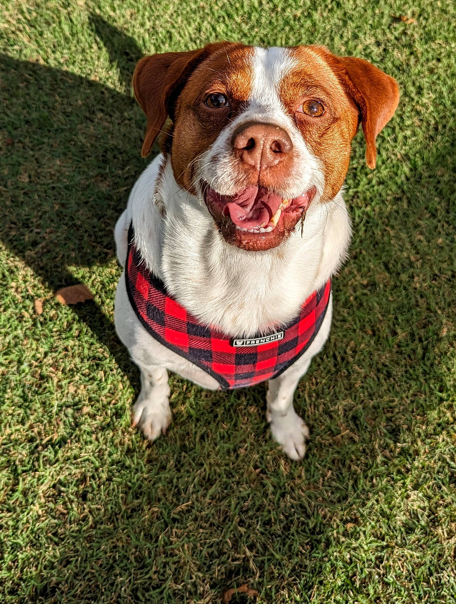 Lelo is registered to the contest to win money with this photo: art, canidae, carnivore, collar, companion_dog, dog, dog_breed, dog_clothes, dog_collar, dog_supply, fawn, fur, grass, liver, painting, plant, snout, sporting_group, whiskers, working_animal