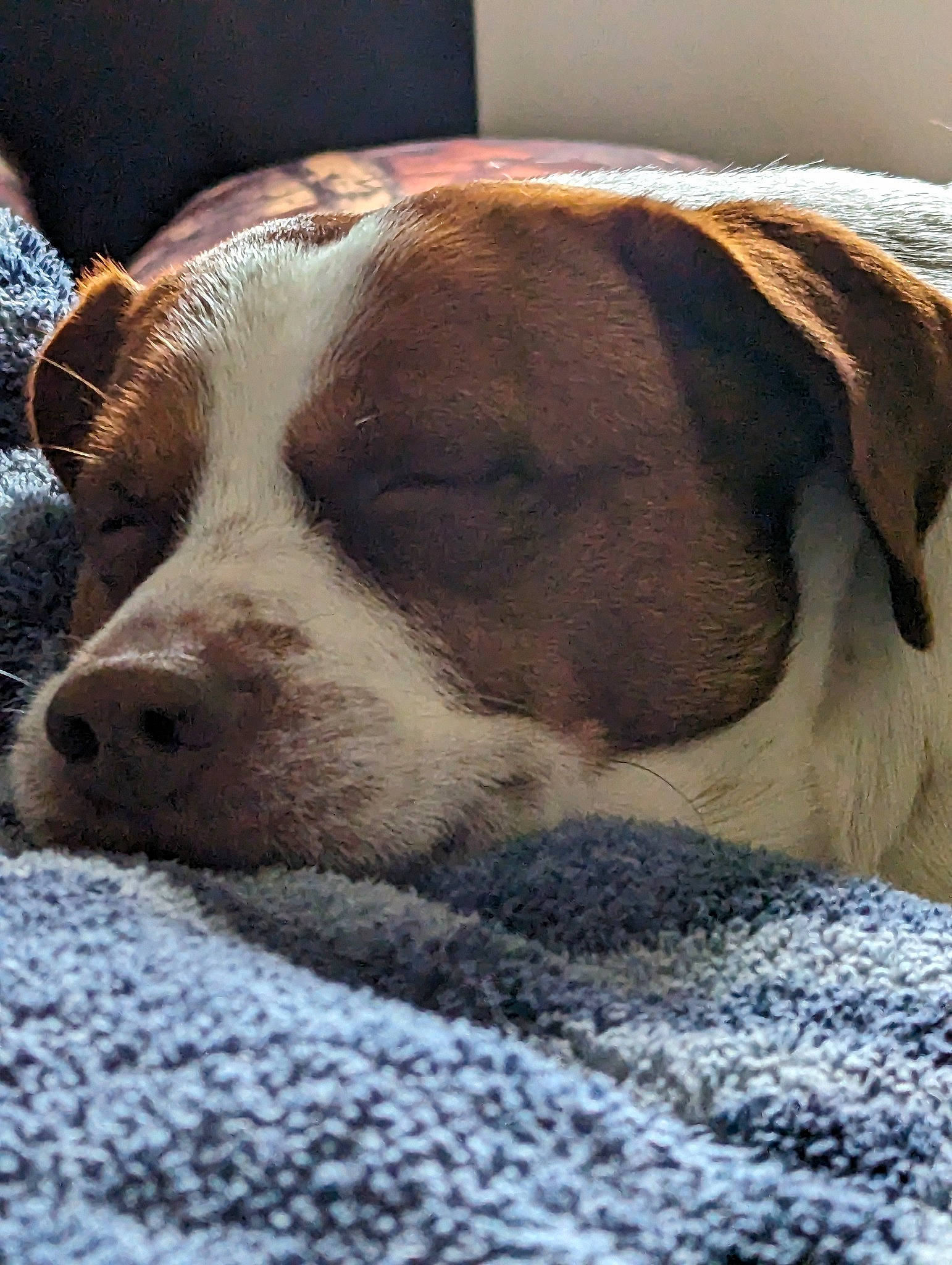 Lelo joined the competition — help win amazing prizes! canidae, carnivore, collar, comfort, companion_dog, dog, dog_breed, dog_supply, fawn, fur, liver, nap, paw, pet_supply, sleep, snout, sporting_group, terrestrial_animal, whiskers, working_animal