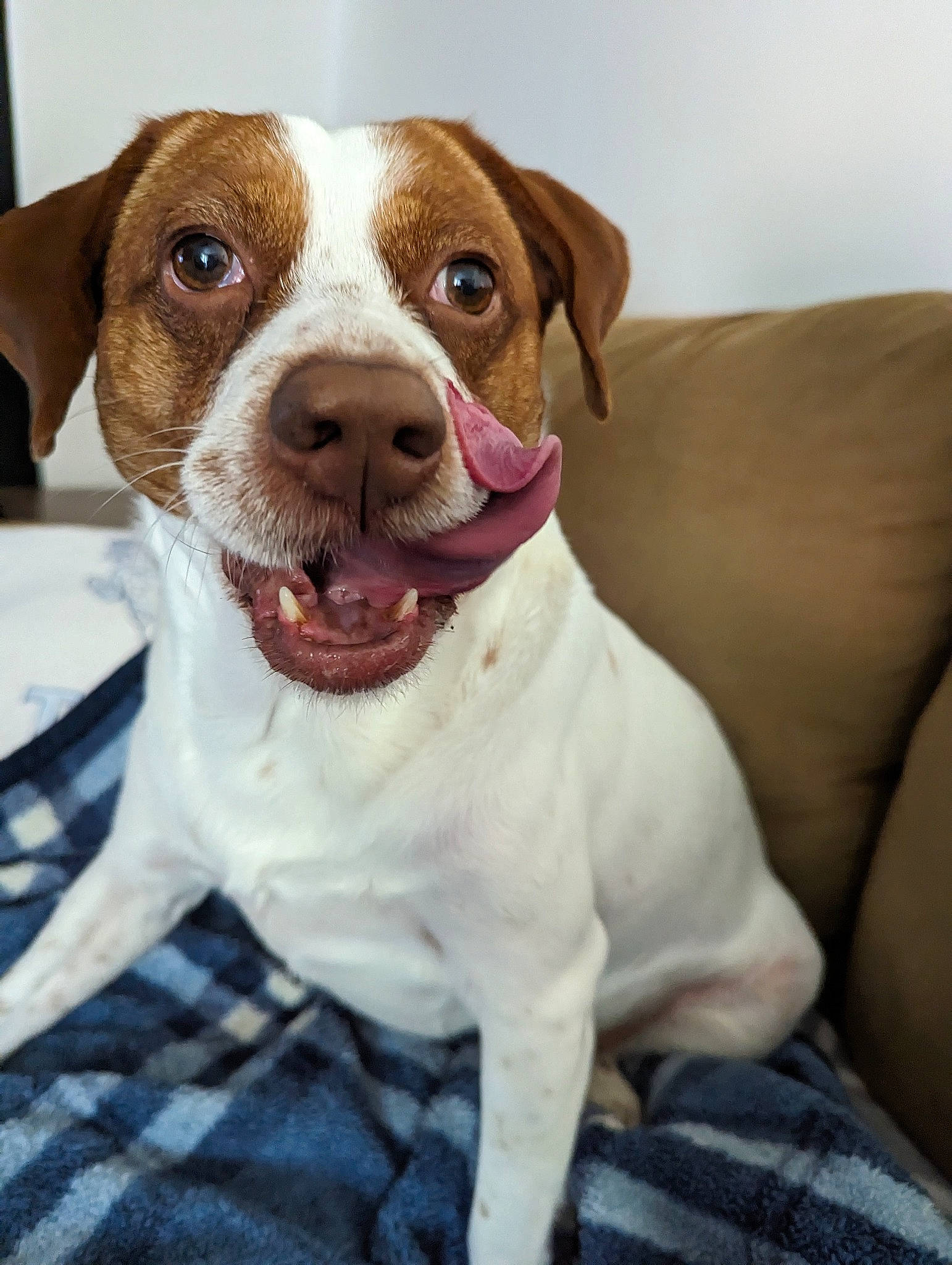 Lelo joined the competition — help win amazing prizes! carnivore, collar, companion_dog, dog, dog_breed, dog_collar, fur, hunting_dog, liver, snout, sporting_group, whiskers, working_animal