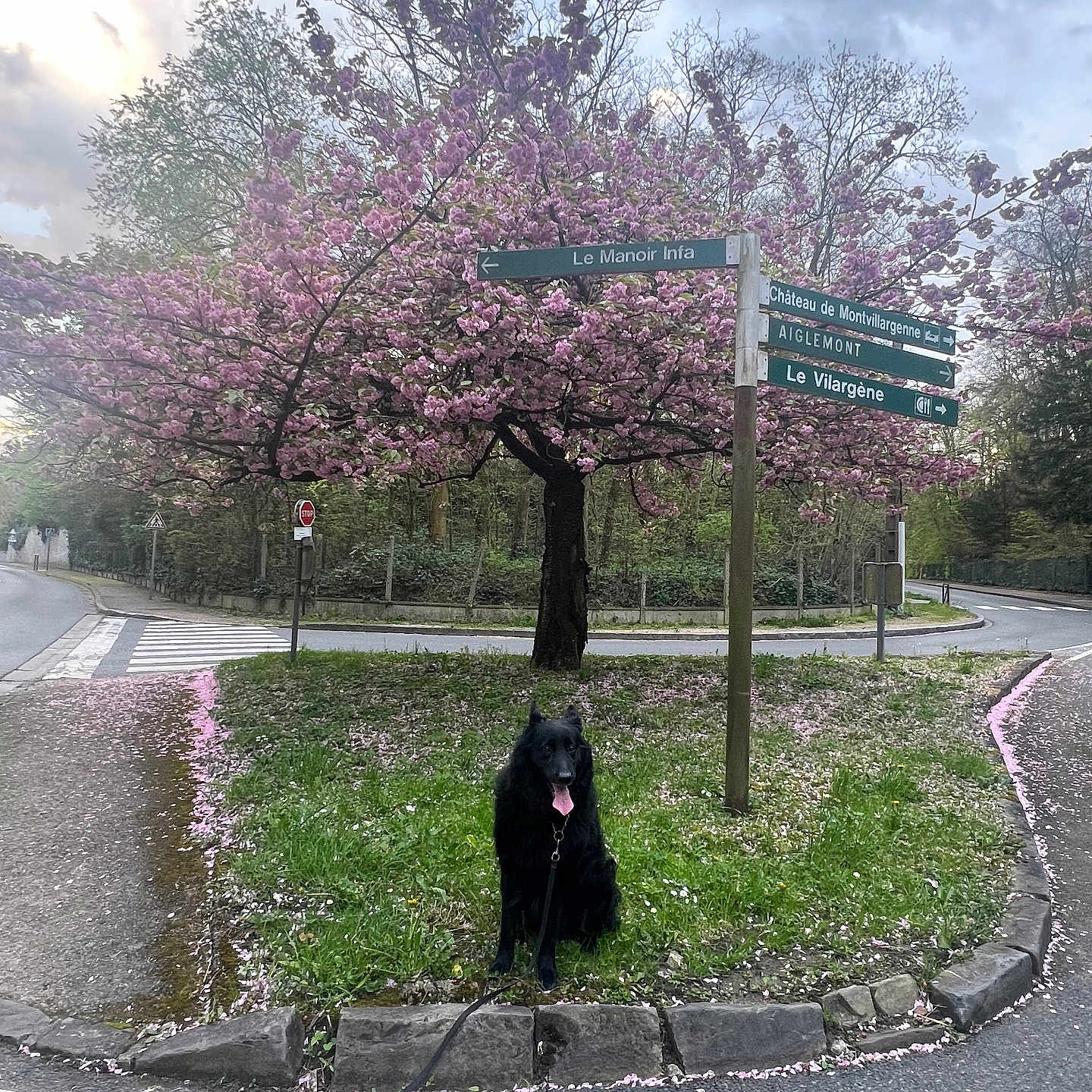 N'Zorro a rejoint le concours — aidez-le/la à gagner de superbes lots ! animal, canine, city, dog, flower, grass, nature, outdoors, park, path, pet, plant, road, sidewalk, street, tarmac, tree, urban, vegetation, walkway