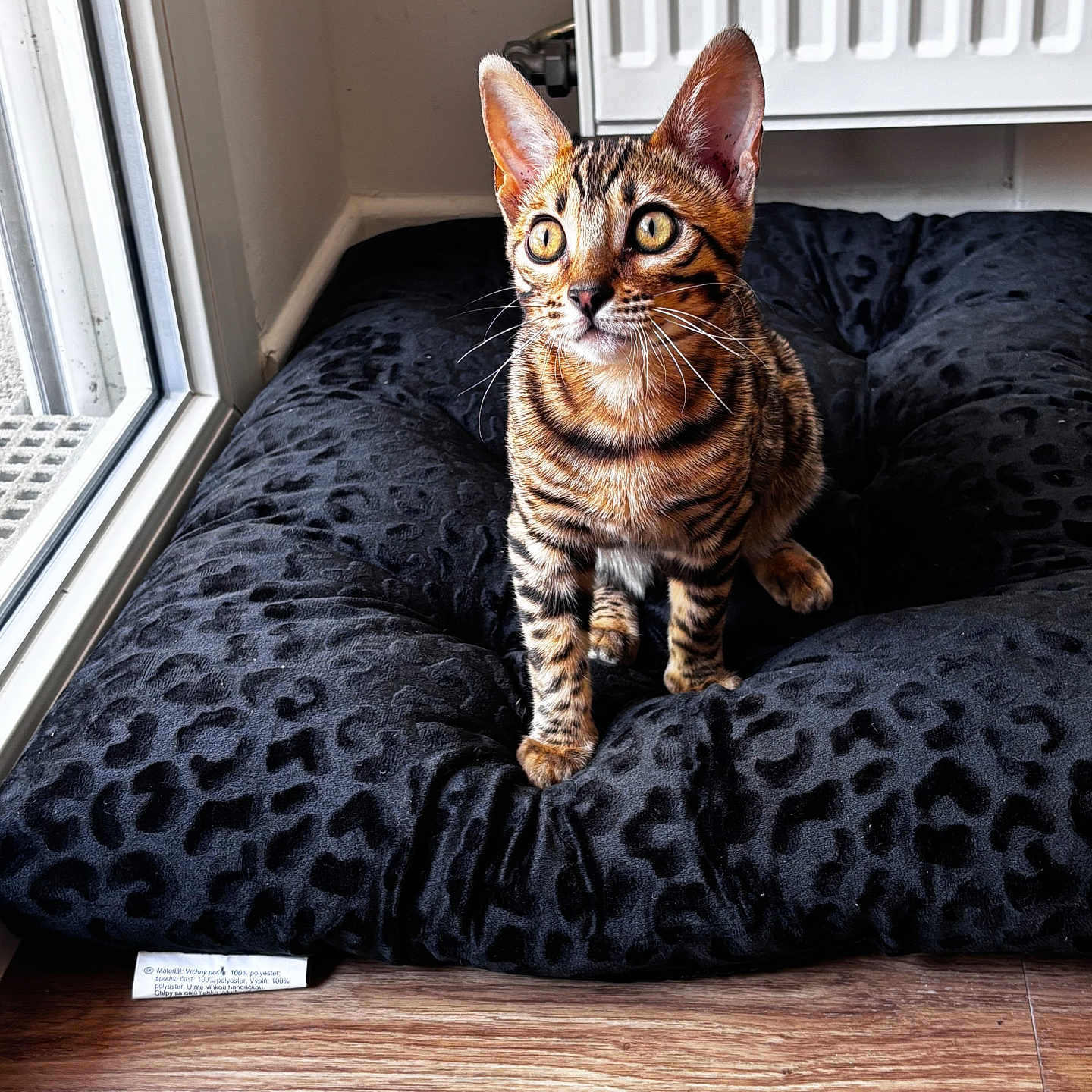 Atika a rejoint le concours — aidez-le/la à gagner de superbes lots ! alert, animal, bengal_cat, black_cushion, cat, curious, cushion, domestic_cat, ears, feline, floor, indoor, natural_light, patterned_cushion, pet, plush, whiskers, window, wood_floor, young_cat