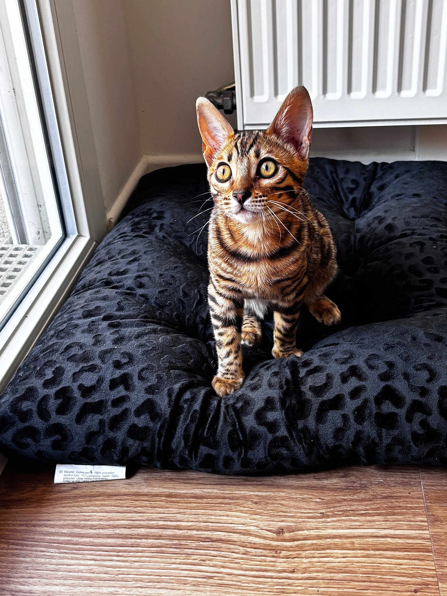 Atika a rejoint le concours — aidez-le/la à gagner de superbes lots ! bengal_cat, cat, pet, animal, feline, window, cushion, indoor, floor, wood_floor, black_cushion, patterned_cushion, curious, alert, young_cat, domestic_cat, whiskers, ears, natural_light, plush