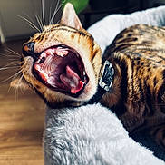 Atika a rejoint le concours — aidez-le/la à gagner de superbes lots ! cat, bengal_cat, yawning, mouth_open, teeth, tongue, collar, pet_bed, fur, whiskers, indoor, floor, animal, sleepy, close_up, feline, striped, relaxing, cute, domestic_cat
