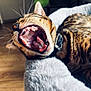 cat, bengal_cat, yawning, mouth_open, teeth, tongue, collar, pet_bed, fur, whiskers, indoor, floor, animal, sleepy, close_up, feline, striped, relaxing, cute, domestic_cat
