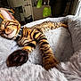 Atika a rejoint le concours — aidez-le/la à gagner de superbes lots ! cat, bengal_cat, sleeping, paw, fluffy_bed, indoor, pet, striped_fur, relaxed, cozy, living_room, cushion, plant, collar, resting, feline, fur_pattern, home, animal, cute