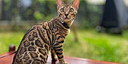 Atika a rejoint le concours — aidez-le/la à gagner de superbes lots ! bengal_cat, cat, animal, pet, feline, spotted_fur, wooden_surface, outdoor, greenery, blurred_background, alert, sitting, whiskers, ears, tail, collar, daylight, nature, domestic_cat, portrait