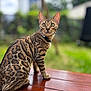 bengal_cat, cat, animal, pet, feline, spotted_fur, wooden_surface, outdoor, greenery, blurred_background, alert, sitting, whiskers, ears, tail, collar, daylight, nature, domestic_cat, portrait