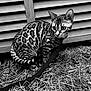 Atika a rejoint le concours — aidez-le/la à gagner de superbes lots ! cat, bengal_cat, animal, pet, leash, outdoor, grass, wooden_fence, curious, crouching, spotted_fur, black_and_white, nature, whiskers, ears, tail, ground, eyes, mammal, feline