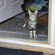 Missy joined the competition — help win amazing prizes! animal, cat, collar, curious, domestic, doorway, ears, feline, floor, fur, home, indoor, looking, pet, rug, striped, tabby, tail, welcome_mat, whiskers