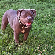 Princess is registered to the contest to win money with this photo: dog, grass, outdoor, field, greenery, flower, pet, canine, happy, smiling, collar, animal, nature, summer, playful, mammal, standing, daylight, friendly, cute