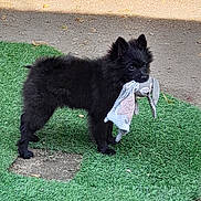 Romy participe au concours pour gagner de l'argent avec cette photo : puppy, dog, black_dog, fluffy, standing, outdoor, artificial_grass, pavement, toy, clothing, fabric, holding, mouth, ears, fur, pet, animal, playful, portrait, photograph