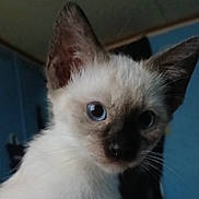 Trent is registered to the contest to win money with this photo: cat, kitten, close_up, blue_eyes, fur, whiskers, face, ears, indoor, pet, animal, cute, young, portrait, feline, curious, mammal, soft_light, domestic, blue_background