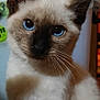 Trent is registered to the contest to win money with this photo: cat, siamese, blue_eyes, close_up, whiskers, fur, pet, animal, indoor, curious, face, ears, nose, portrait, young_cat, domestic_cat, feline, cute, looking