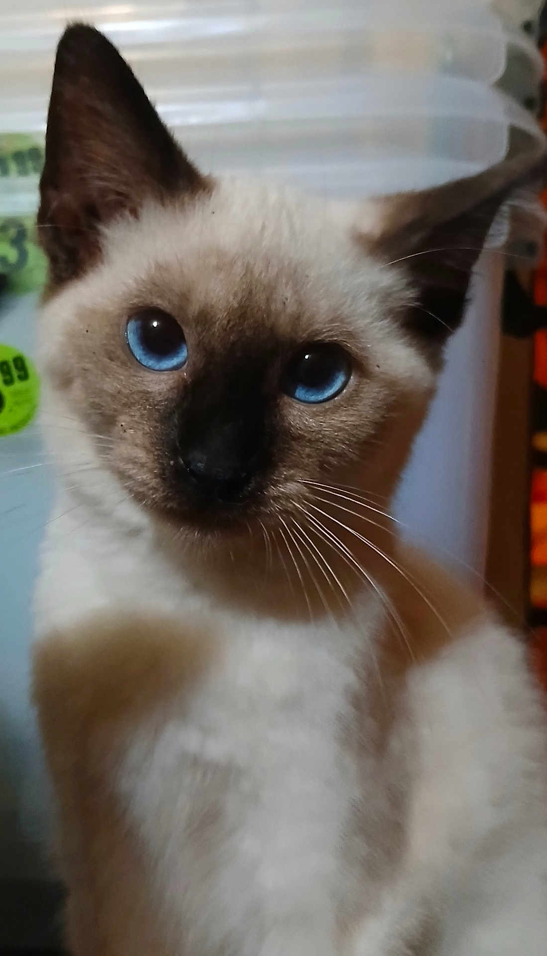 Trent is registered to the contest to win money with this photo: cat, siamese, blue_eyes, close_up, whiskers, fur, pet, animal, indoor, curious, face, ears, nose, portrait, young_cat, domestic_cat, feline, cute, looking
