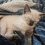 Trent joined the competition — help win amazing prizes! kitten, cat, sleeping, animal, pet, furry, cozy, blanket, blue, beige, paw, cute, resting, fur, young, small, domestic_animal, mammal, indoor, relaxing