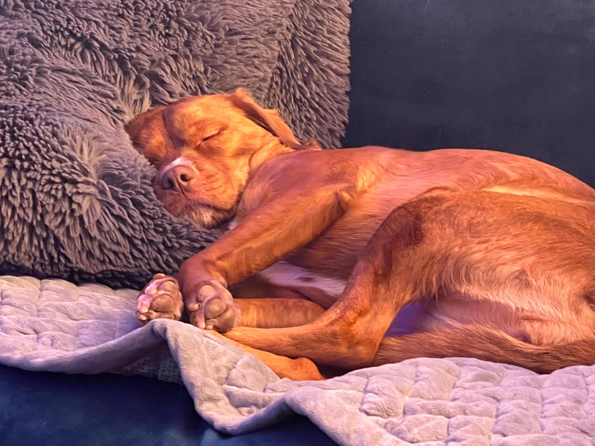 Halsey joined the competition — help win amazing prizes! art, big_cats, carnivore, comfort, dog_breed, fawn, felidae, flesh, fur, lion, liver, metal, peach, snout, tail, terrestrial_animal, visual_arts, wildlife, wood, wrinkle