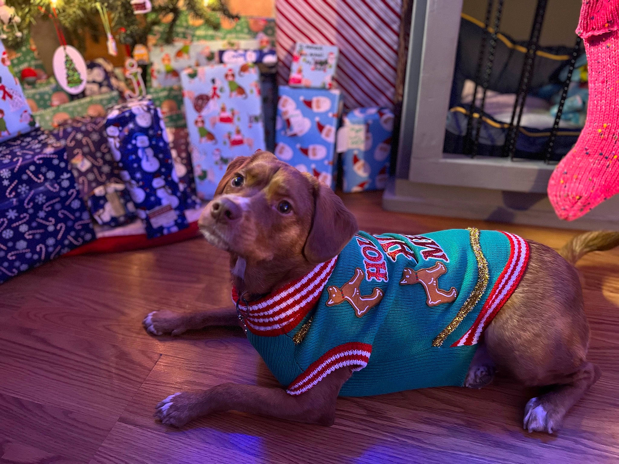 Halsey joined the competition — help win amazing prizes! carnivore, christmas, companion_dog, dog, dog_breed, dog_supply, event, fawn, floor, flooring, fur, hardwood, holiday, laminate_flooring, liver, pattern, snout, wood, wood_flooring, working_animal