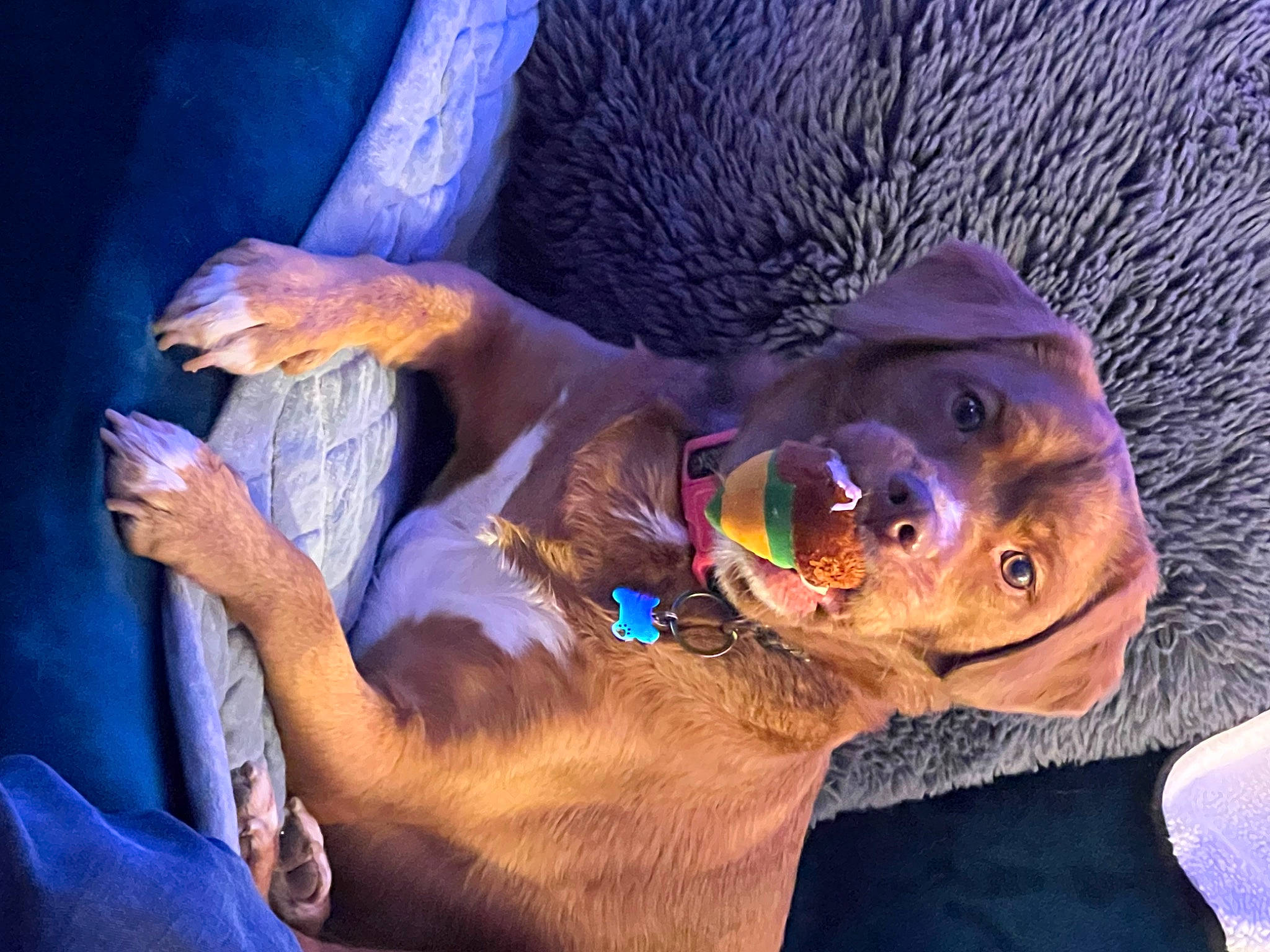 Halsey is registered to the contest to win money with this photo: blue, carnivore, companion_dog, dog, dog_breed, dog_collar, ear, electric_blue, fawn, fun, fur, guard_dog, hat, jaw, liver, purple, snout, sporting_group, whiskers, working_animal