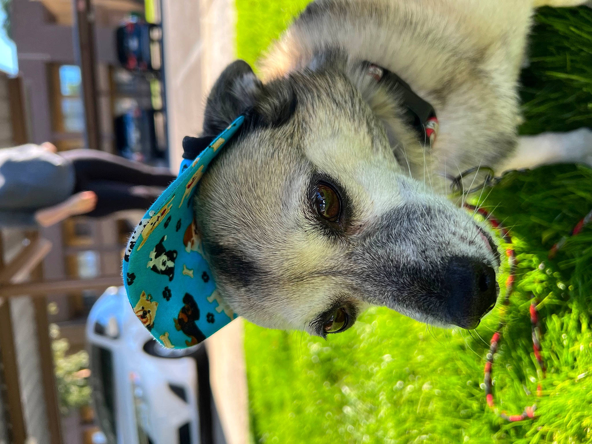 Bean joined the competition — help win amazing prizes! canidae, canis, carnivore, collar, companion_dog, dog, dog_breed, fawn, fur, grass, non_sporting_group, plant, sled_dog, snout, sporting_group, terrestrial_animal, whiskers, wildlife, working_animal, working_dog