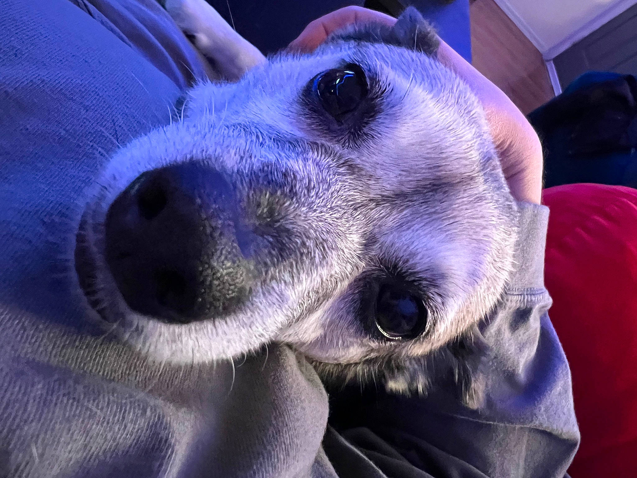 Bean is registered to the contest to win money with this photo: canidae, carnivore, companion_dog, dog, dog_breed, dog_collar, ear, electric_blue, eye, fawn, fur, head, non_sporting_group, pet_supply, plant, purple, snout, sporting_group, whiskers, working_animal