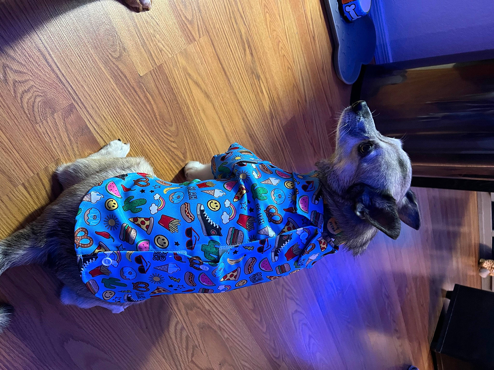 Bean is registered to the contest to win money with this photo: art, blue, carmine, comfort, electric_blue, felidae, fictional_character, flooring, fur, human_leg, linens, pattern, purple, sculpture, statue, tail, tree, visual_arts, water, wood