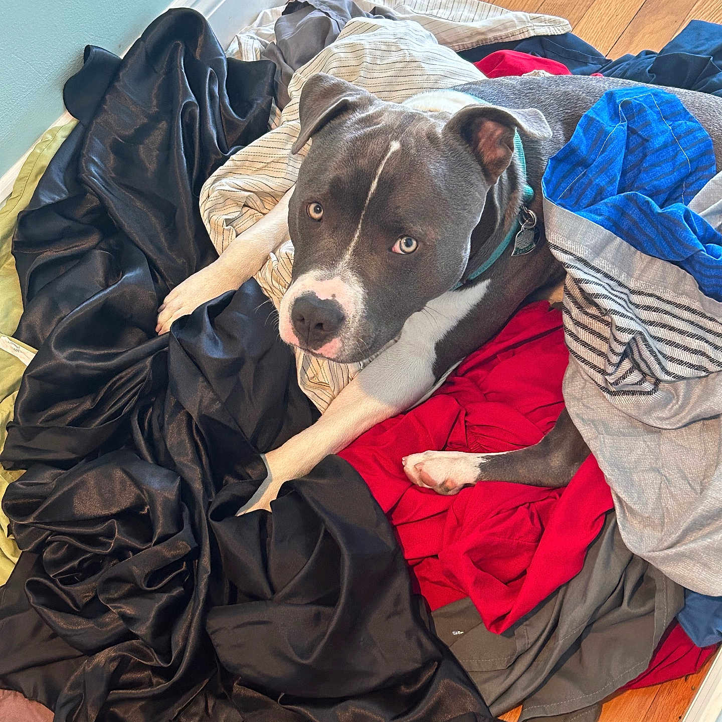 Montgomery is registered to the contest to win money with this photo: animal, bed, bedroom, blanket, bulldog, canine, dog, furniture, hardwood, hound, indoors, interiordesign, laundry, person, pet, pitbull, puppy, quilt, sleeping, wood
