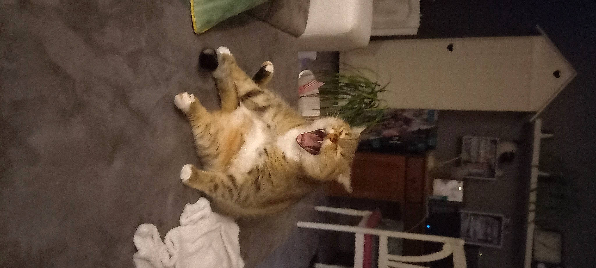 Louis participe au concours pour gagner de l'argent avec cette photo : bengal_tiger, canidae, carnivore, cat, claw, comfort, companion_dog, dog_breed, domestic_short_haired_cat, fawn, felidae, fur, houseplant, paw, plant, small_to_medium_sized_cats, snout, sporting_group, tail, whiskers