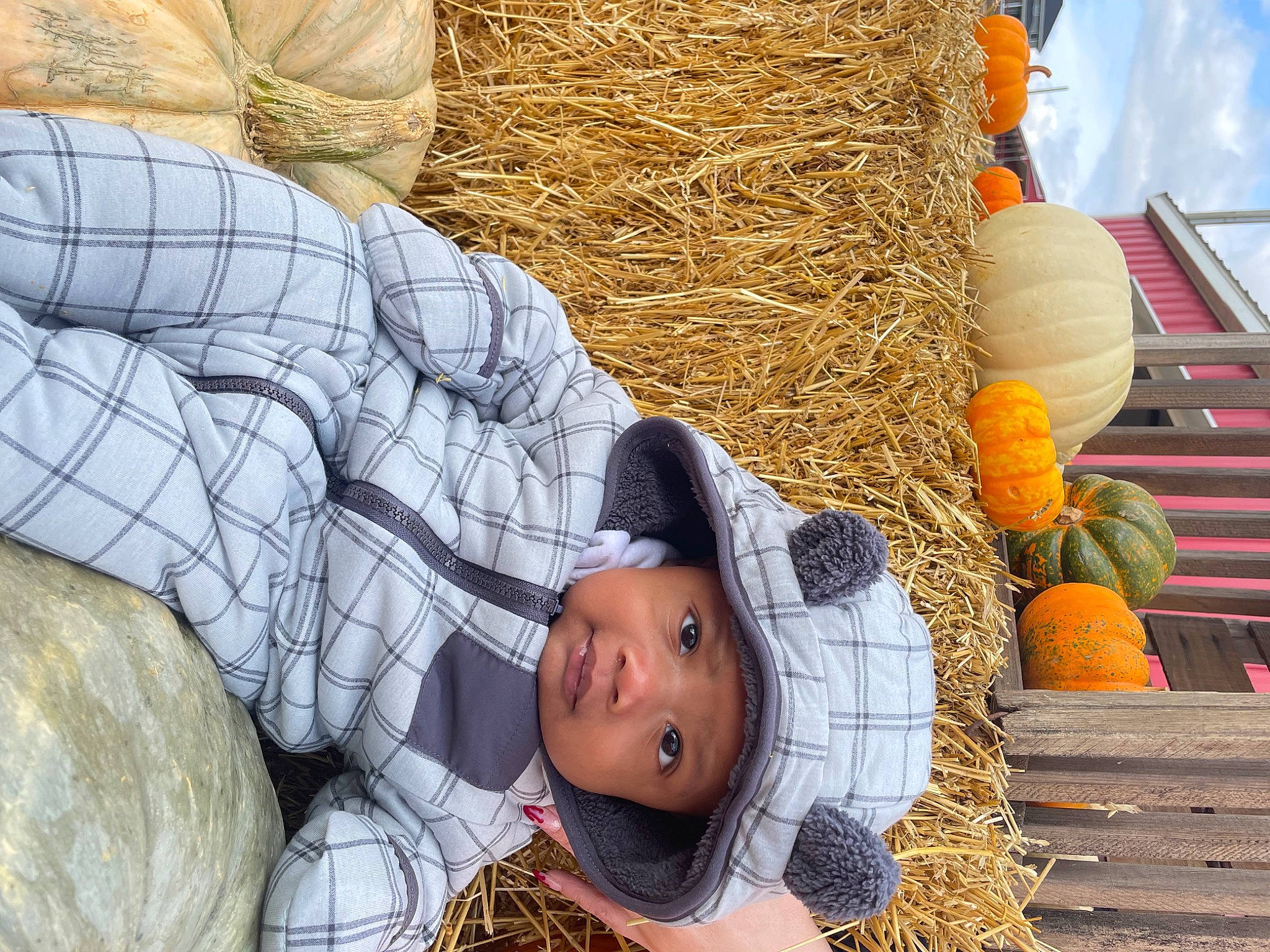 Kairo joined the competition — help win amazing prizes! agriculture, baby, calabaza, cap, cucurbita, gourd, grass, harvest, hat, hay, headwear, local_food, natural_foods, people_in_nature, person, pumpkin, squash, toddler, vegetable, whole_food