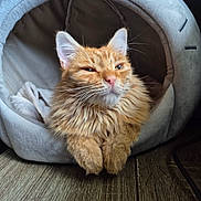 Simone a rejoint le concours — aidez-le/la à gagner de superbes lots ! animal, cat, closeup, comfy, cozy, cute, domestic_cat, feline, fluffy, fur, ginger_cat, home, indoor, pet_cave, portrait, relaxed, resting, smug, soft_lighting, wooden_surface