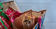 Simone participe au concours pour gagner de l'argent avec cette photo : animal, cat, colorful_bag, container, cozy, curious, cute, domestic_animal, ears, feline, floor, indoor, looking_up, orange_cat, pet, resting, shopping_bag, soft_fur, tile_floor, whiskers