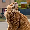 Simone participe au concours pour gagner de l'argent avec cette photo : cat, orange_cat, fluffy_fur, outdoor, suburban, animal, pet, feline, nature, daylight, curious, close_up, mammal, whiskers, soft_fur, portrait, side_view, window_sill, relaxed, sunlight