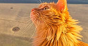 Simone participe au concours pour gagner de l'argent avec cette photo : cat, orange_cat, fluffy, fur, whiskers, side_profile, sunlight, outdoor, pet, animal, domestic_cat, street, house, window, door, concrete, daylight, nature, close_up, portrait