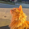cat, orange_cat, fluffy, fur, whiskers, side_profile, sunlight, outdoor, pet, animal, domestic_cat, street, house, window, door, concrete, daylight, nature, close_up, portrait