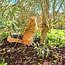 Simone a rejoint le concours — aidez-le/la à gagner de superbes lots ! animal, backyard, bush, cat, climbing, curious, daylight, feline, garden, grass, green_leaves, nature, orange_cat, outdoor, pet, plant, soil, sunlight, tree, wooden_fence