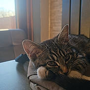 Muse joined the competition — help win amazing prizes! cat, tabby, indoor, window, table, jacket, fur, whiskers, resting, relaxed, daylight, closeup, pet, animal, domestic, curious, soft_light, comfort, feline, cozy