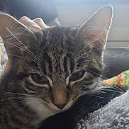 Muse joined the competition — help win amazing prizes! cat, kitten, tabby, close_up, sleepy, fur, whiskers, ears, tail, blanket, soft_texture, indoor, window, natural_light, resting, pet, animal, cozy, home, feline