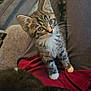 Muse is registered to the contest to win money with this photo: kitten, tabby, black_cat, lap, red_blanket, couch, indoor, pet, feline, fur, whiskers, curious, young_cat, cozy, home, animal, resting, soft_fabric, domestic, companion