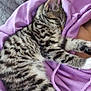 Muse joined the competition — help win amazing prizes! kitten, sleeping, tabby, cat, purple_hoodie, fabric, couch, cozy, resting, pet, fur, whiskers, paw, indoor, closeup, relaxation, cute, domestic_cat, young, feline