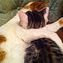 Cleo is registered to the contest to win money with this photo: