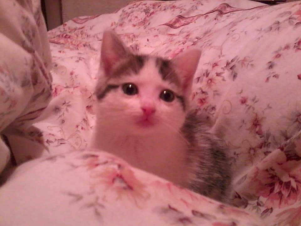 Cleo
