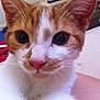 Fanta is registered to the contest to win money with this photo: