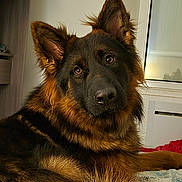 Vortex participe au concours pour gagner de l'argent avec cette photo : dog, german_shepherd, pet, indoor, fur, animal, canine, portrait, resting, curious, ears, brown, black, long_fur, face, eyes, home, bed, window, cozy
