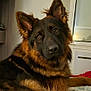 dog, german_shepherd, pet, indoor, fur, animal, canine, portrait, resting, curious, ears, brown, black, long_fur, face, eyes, home, bed, window, cozy