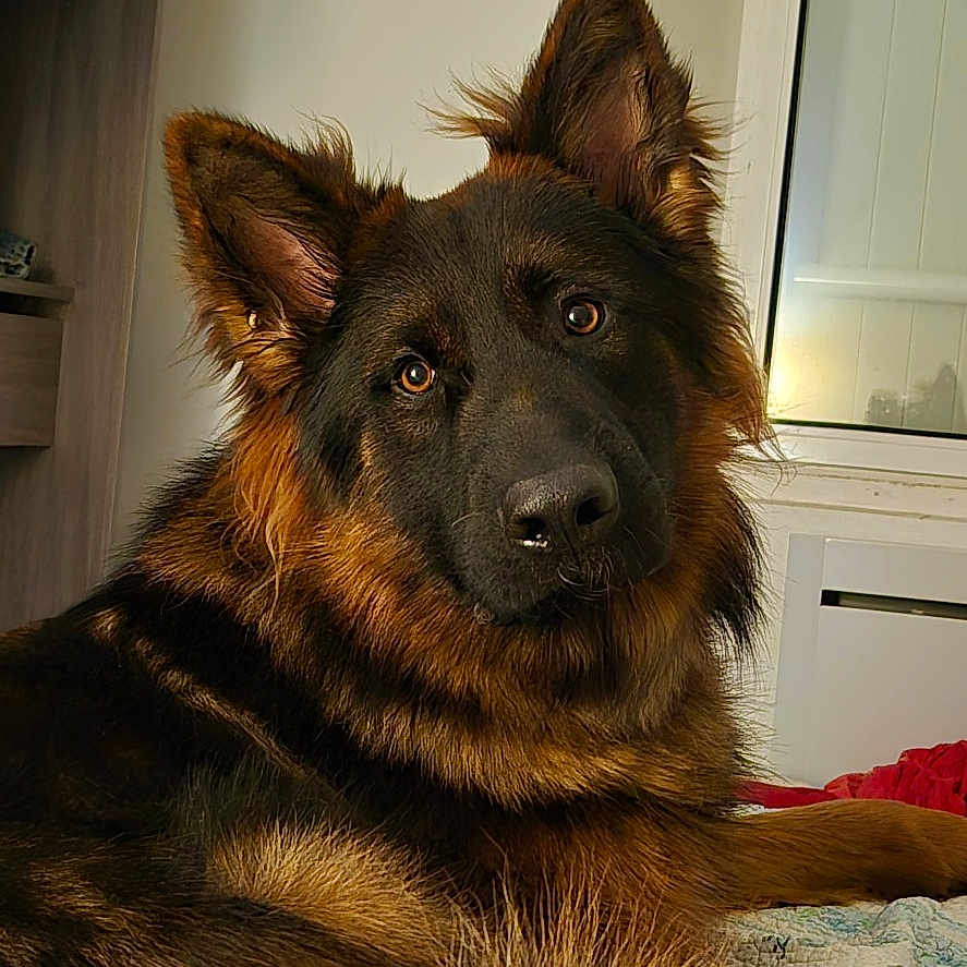 Vortex participe au concours pour gagner de l'argent avec cette photo : animal, bed, black, brown, canine, cozy, curious, dog, ears, eyes, face, fur, german_shepherd, home, indoor, long_fur, pet, portrait, resting, window