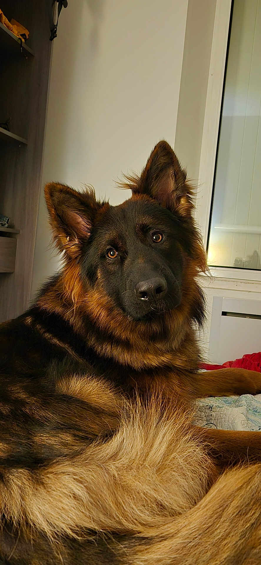 Vortex participe au concours pour gagner de l'argent avec cette photo : dog, german_shepherd, pet, indoor, fur, animal, canine, portrait, resting, curious, ears, brown, black, long_fur, face, eyes, home, bed, window, cozy