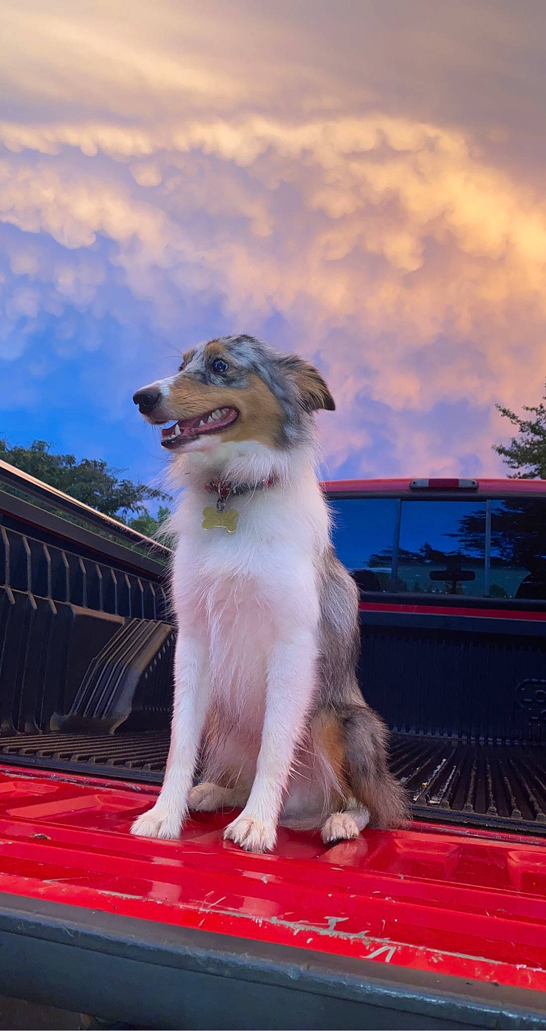 Tsunami is registered to the contest to win money with this photo: ancient_dog_breeds, canidae, carnivore, cloud, companion_dog, dog, dog_breed, fur, sky, sporting_group, tail, tree, working_dog