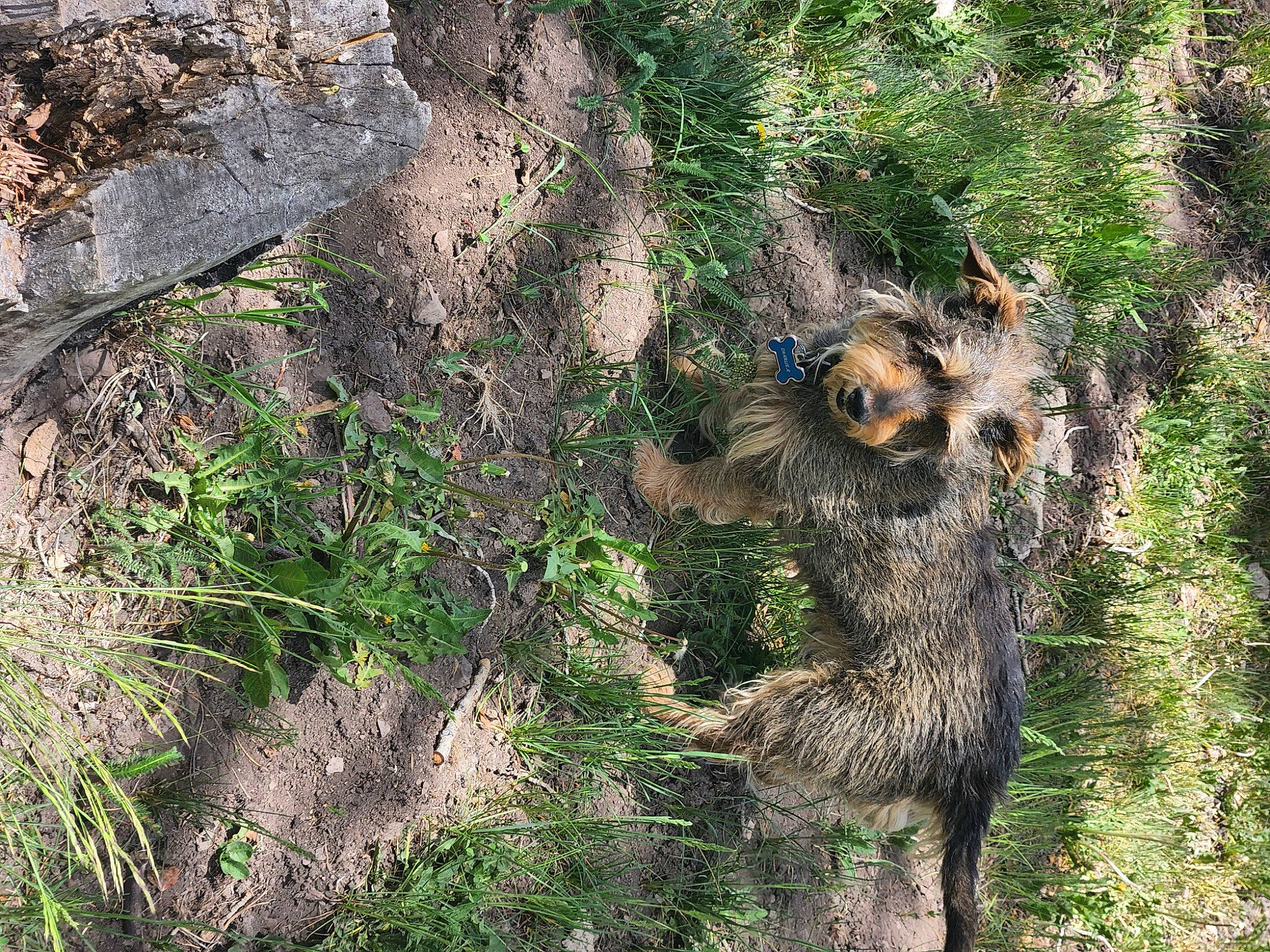 Charlie is registered to the contest to win money with this photo: camouflage, carnivore, fawn, fur, grass, grass_family, groundcover, plant, rodent, snout, soil, tail, terrestrial_animal, terrestrial_plant, tree, trunk, vegetation, wildlife, window, wood