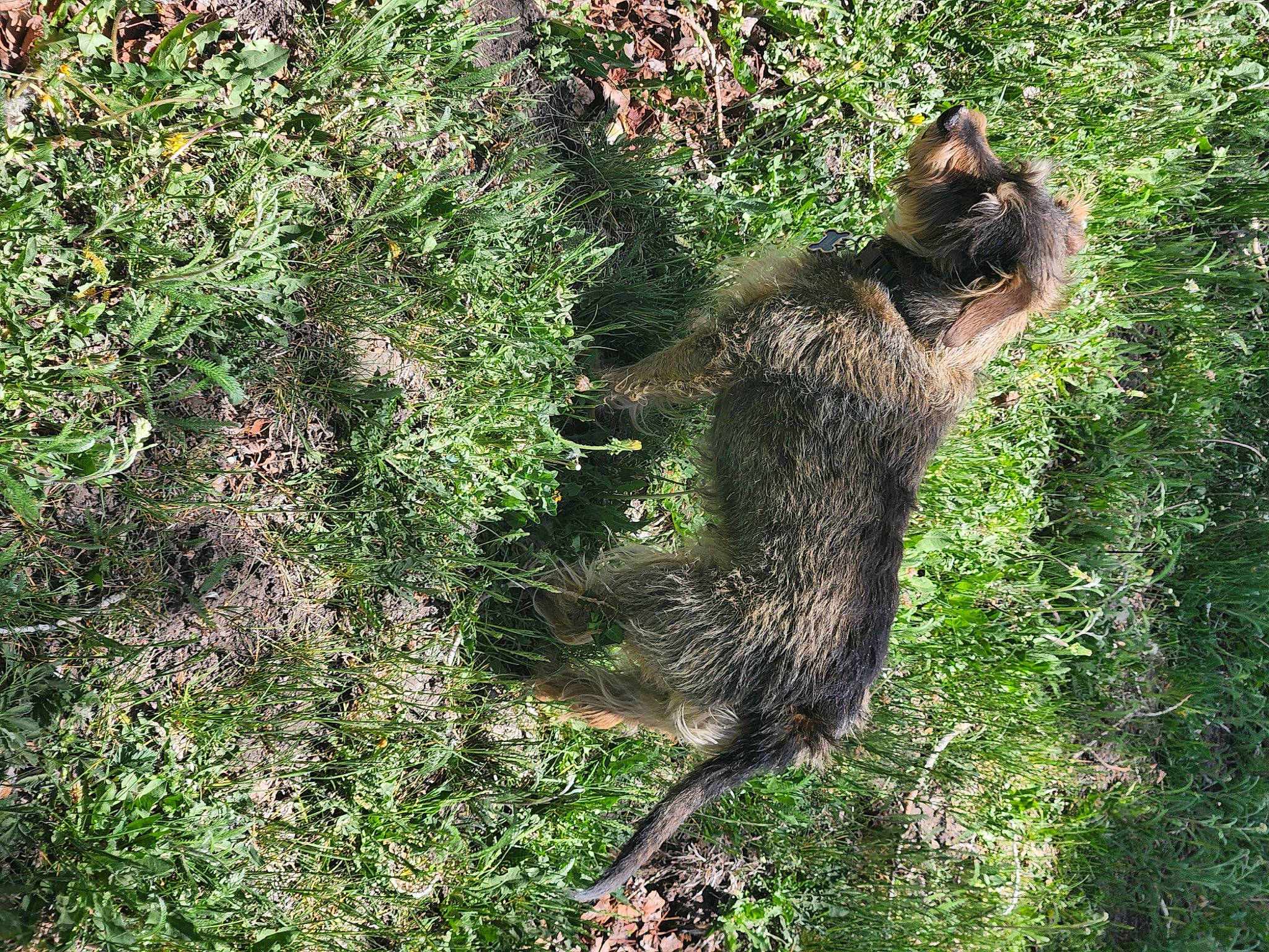 Charlie joined the competition — help win amazing prizes! carnivore, fawn, felidae, fur, grass, ground_squirrels, groundcover, marsupial, meerkat, plant, procyonidae, rodent, shrub, snout, tail, terrestrial_animal, trunk, whiskers, wildlife, wood