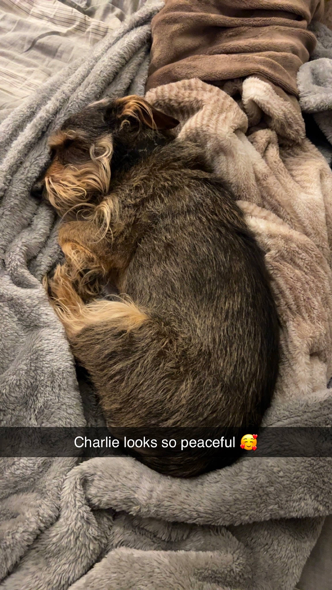 Charlie joined the competition — help win amazing prizes! carnivore, cat, claw, comfort, dog_breed, domestic_short_haired_cat, felidae, fur, linens, liver, nap, paw, small_to_medium_sized_cats, snout, sporting_group, tail, terrestrial_animal, whiskers, wood, wrinkle